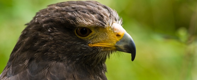 Falconry Experience, Yuba City